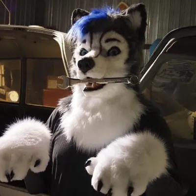 Gravitystorm OnlyFans @gravitystormhusky