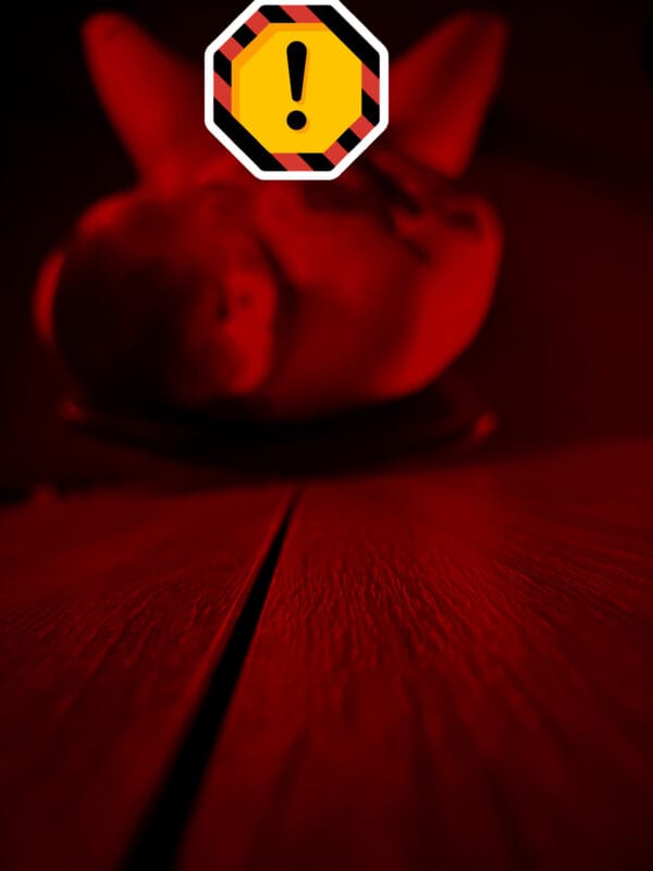 Tavis XXX Trans OnlyFans - @tavisxxx